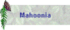 Mahoonia