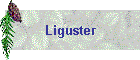 Liguster